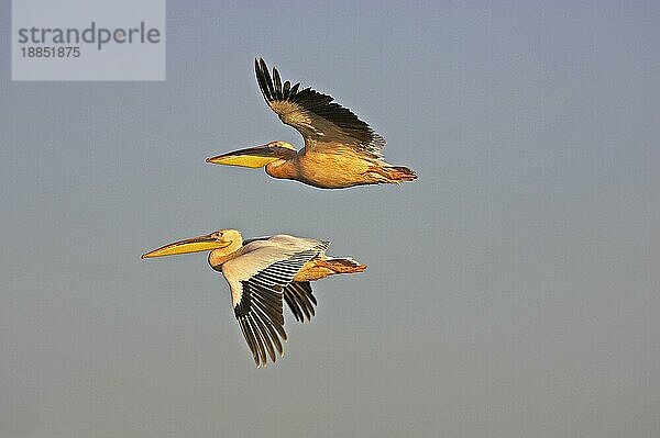 Rosapelikan (pelecanus onocrotalus)  ERWACHSENE IM FLUG AM NAKURU-SEE  KENIA