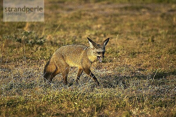 Fledermausohr-Fuchs (otocyon megalotis)  Erwachsener auf trockenem Gras  Masai Mara Park in Kenia