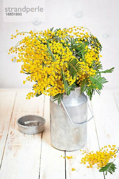 Mimosenblüten in einer Vintage-Metall-Milchkanne auf dem rustikalen weißen Holzhintergrund. Shabby-Chic-Stil Dekoration mit Blumen. Selektiver Fokus