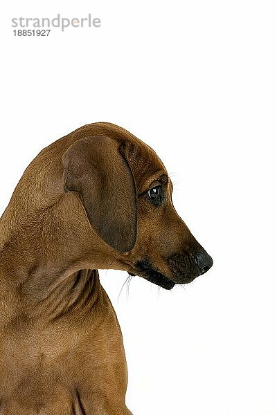 RHODESIAN RIDGEBACK HUND  3 MONATE ALT WELPE