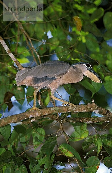 Kahnschnabelreiher (cochlearius cochlearius)  Erwachsener im Baum  Costa Rica  Mittelamerika