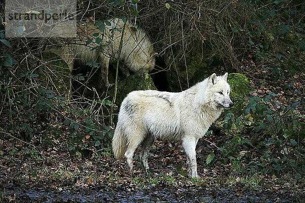 Alaska-Tundrawolf (canis lupus tundrarum)  erwachsen
