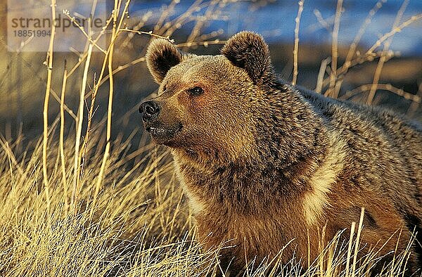 Grizzlybär (ursus arctos horribilis)  KOPF EINES ERWACHSENEN  ALASKA