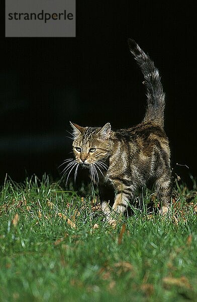 Europäische braun gestromte Hauskatze  erwachsen  stehend auf Gras