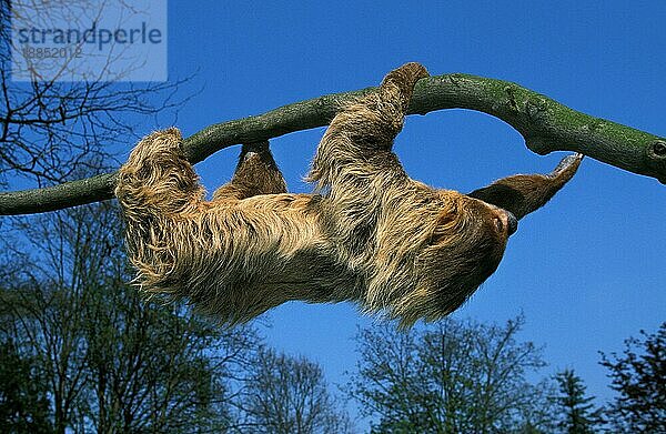 Zweifußfaultier (choloepus didactylus)  Erwachsener hängt am Ast