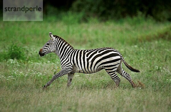 GRANT'S Burchell-Zebra (equus burchelli) boehmi  ERWACHSENE LÄUFER  KENIA