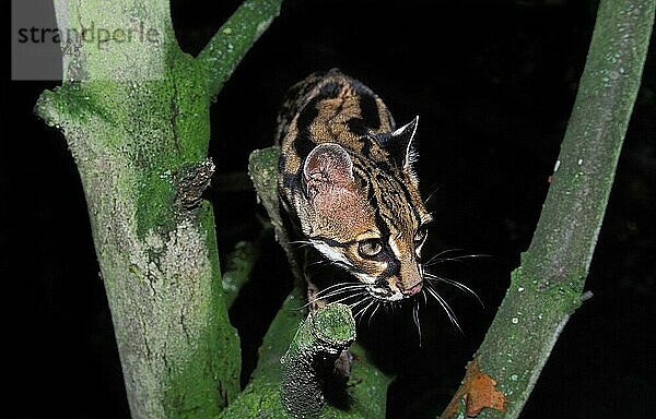 MARGAY-KATZE leopardus wiedi  ERWACHSENER IM BAUM STEHEND