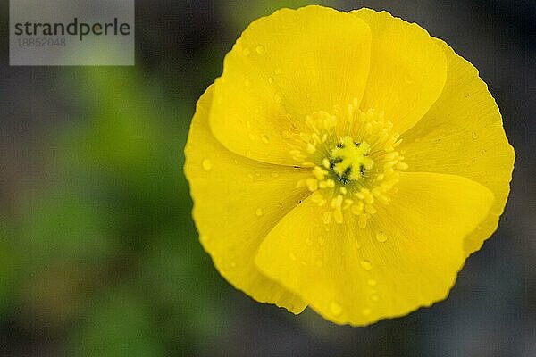 Arktischer Mohn (Papaver radicatum)  Norwegen  Europa