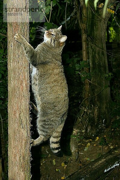 EUROPÄISCHE WILDCATTE (felis silvestris)  ERWACHSENER KLIMMER AUF DEM BAUMSTAMM