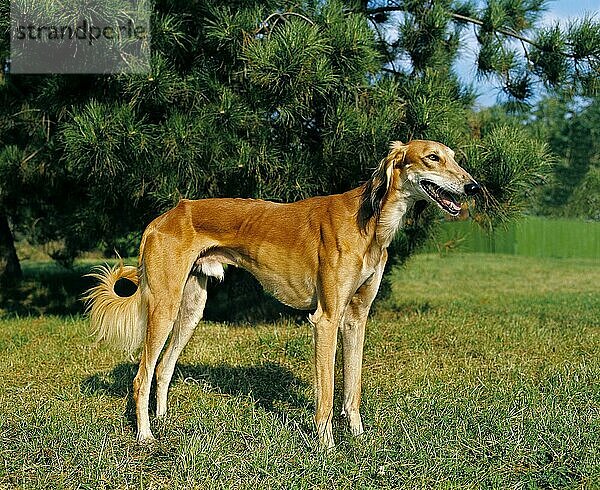 Saluki Hund  Erwachsener stehend auf Gras