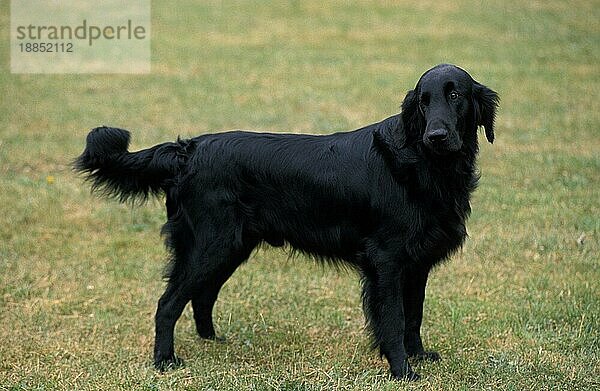 FLAT COATED RETRIEVER  ERWACHSEN  STEHEND AUF GRAS