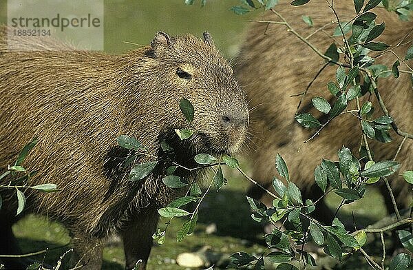 Capybara (hydrochoerus hydrochaeris)  Erwachsene fressen Blätter  Pantanal in Brasilien