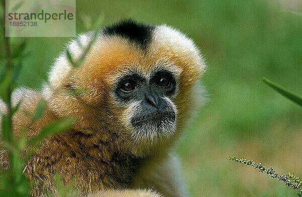 Concolor Gibbon oder Weißwangengibbon  hylobates concolor  Portrait eines Erwachsenen