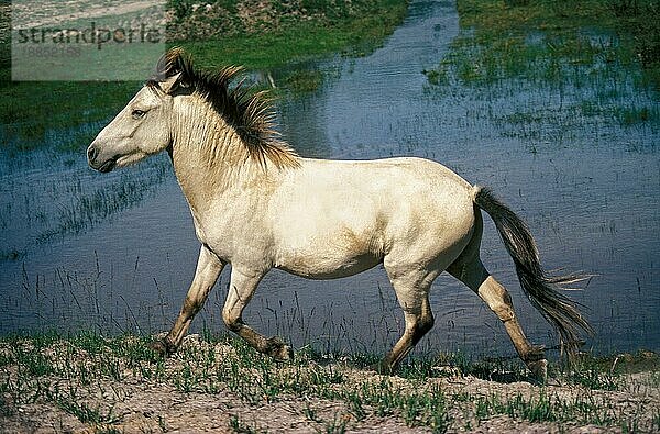 Inselpony  Erwachsener am Wasser