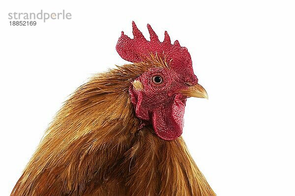 Brahma Perdrix Huhn  eine Rasse aus Indien  Portrait des Hahns vor weißem Hintergrund