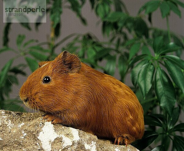 Rosetten-Meerschweinchen (cavia porcellus)  ERWACHSENER AUF FELSEN STEHEND