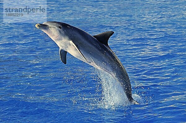 Großer Tümmler (tursiops truncatus)  Erwachsener springend