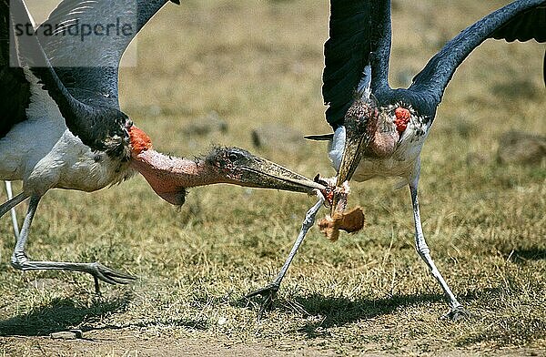 Marabu-Storch (leptoptilos crumeniferus)  Erwachsener mit Beute  Kenia  Afrika