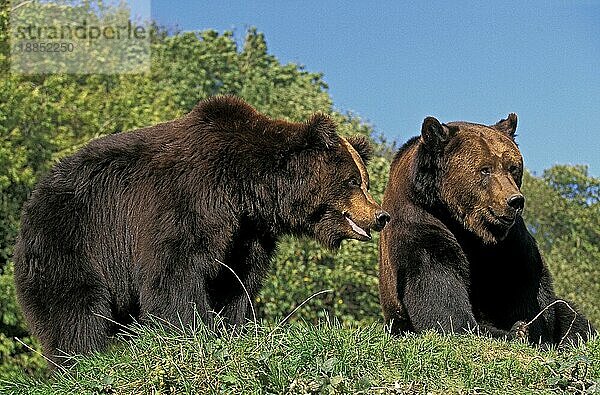 Braunbär (ursus arctos)  erwachsen