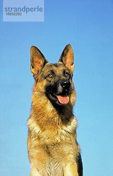 Deutscher Schäferhund  Portrait eines Erwachsenen mit herausgestreckter Zunge vor blauem Himmel