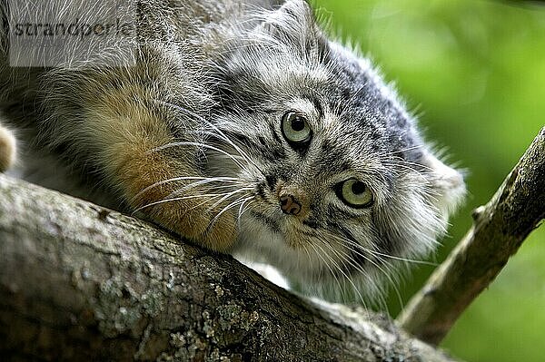 Manul (otocolobus manul) oder Pallas-Katze  Portrait eines Erwachsenen