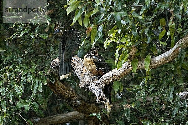 Hoatzin (opisthocomus hoazin)  Erwachsene auf Ast  Los Lianos in Venezuela