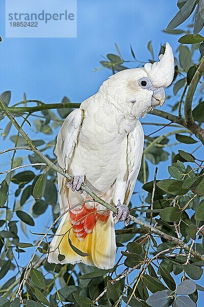 PHILIPPINISCHER Hahnenkamm ODER ROTER Hahnenkamm (cacatua haematuropygia)  ERWACHSENER AM BRANSCH