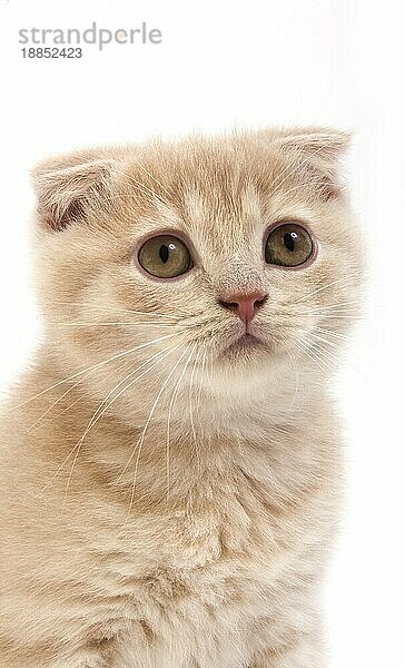 Creme Scottish Fold Hauskatze  Porträt von 2 Monate alten Kätzchen gegen weißen Hintergrund