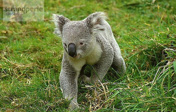 Koala (phascolarctos cinereus)  Erwachsener läuft auf Gras  Australien  Ozeanien