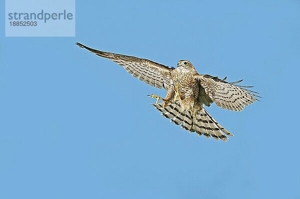 Sperber (accipiter nisus)  Erwachsener im Flug gegen blauen Himmel  Normandie