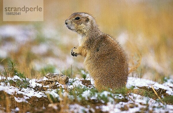 SCHWARZSCHWANZIGER PRAIRIE-HUND (cynomys ludovicianus)  ERWACHSENER IM SCHNEE  WYOMING