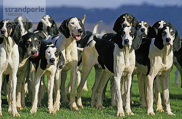 Großer ANGLO-FRANZÖSISCHER WEISSER UND SCHWARZER JAGDHUND  RUDEL VON ERWACHSENEN