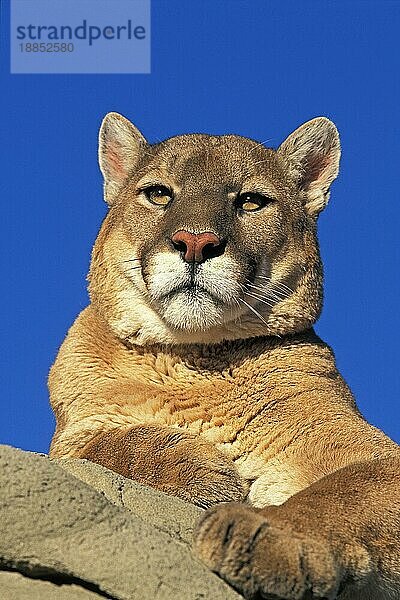 KÄFER (puma concolor)  PORTRAIT EINES ERWACHSENEN  MONTANA