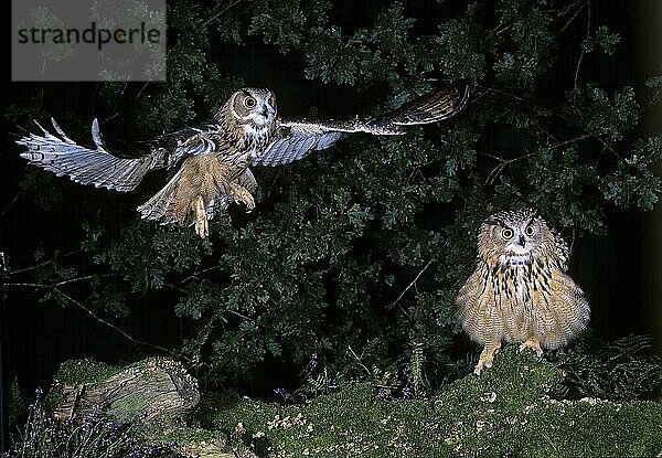 Uhu (bubo bubo)  ERWACHSENER IM FLUG  NORMANDISCH IN Frankreich