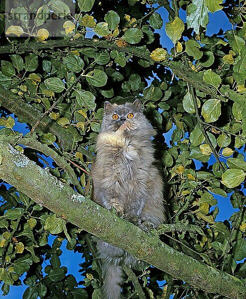 Blaue cremefarbene Perserkatze  erwachsen  stehend auf Ast