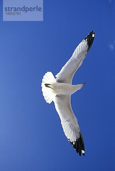 RINGMÖWLE (larus delawarensis)  ERWACHSENER IM FLUG  FLORIDA