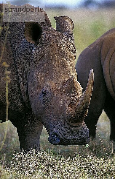 Breitmaulnashorn (ceratotherium simum)  KOPF EINES ERWACHSENEN MIT LANGEM HORN  KENIA