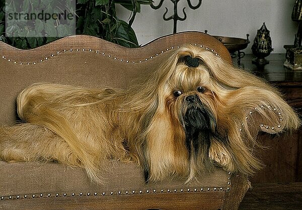 Shi Tzu Hund  Erwachsener mit langen Haaren auf dem Sofa liegend