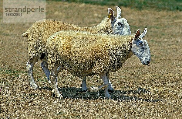 Border Leicester Schafe  erwachsen