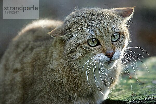 Europäische Wildkatze (felis silvestris)  Porträt eines Erwachsenen