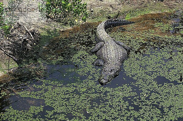 Amerikanischer Alligator  alligator mississipiensis  Erwachsener betritt Sumpf