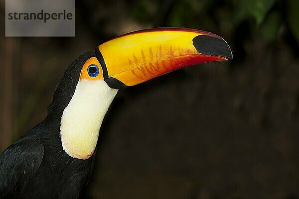 Toco-Tukan  erwachsen mit farbigem Schnabel (ramphastos toco)