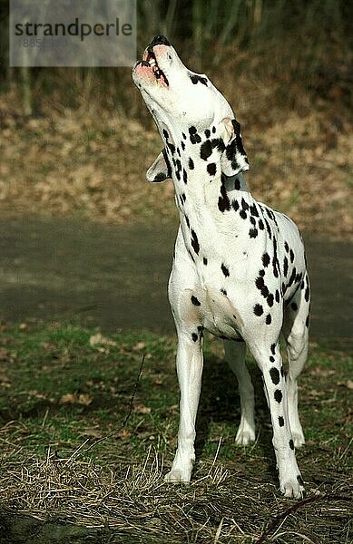 Dalmatiner Hund  Erwachsener bellt