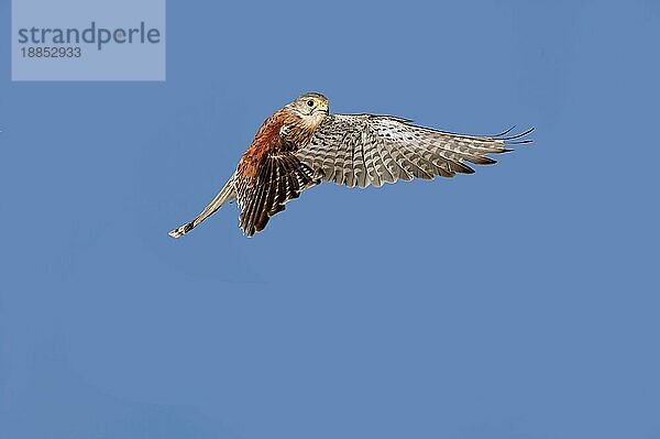 Turmfalke (falco tinnunculus)  Erwachsener im Flug gegen blauen Himmel