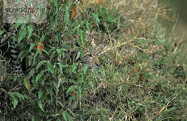 LEOPARD (panthera pardus)  ERWACHSENE KAMOUFLAGE IM LANGEN GRAS  KENIA