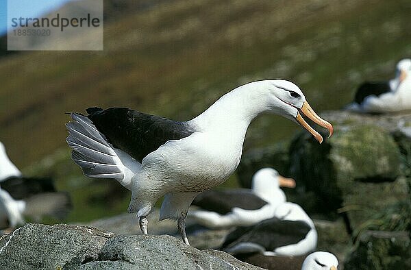 Schwarzbrauenalbatros  diomedea melanophris  Erwachsener ruft  Drake Passage in der Antarktis