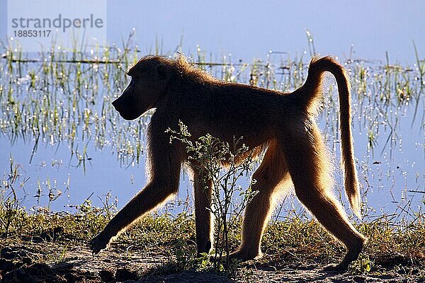 Baboon im Morgen- Gegenlicht an einem See im Susuwe Nationalpark  Namibia  Afrika