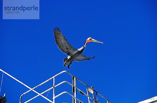 Brauner Pelikan (pelecanus occidentalis)  Erwachsener im Flug  Perou