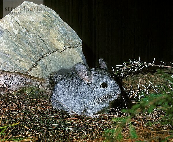 Chinchilla  chinchilla laniger  Erwachsene