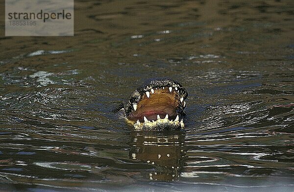 AMERIKANISCHER ALLIGATOR alligator mississipiensis  ERWACHSENER AN DER OBERFLÄCHE MIT OFFENEM MUND  FLORIDA